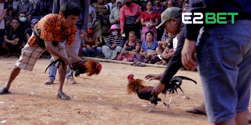 Những điểm nổi bật giúp đá gà cựa sắt E2BET ghi điểm với người chơi