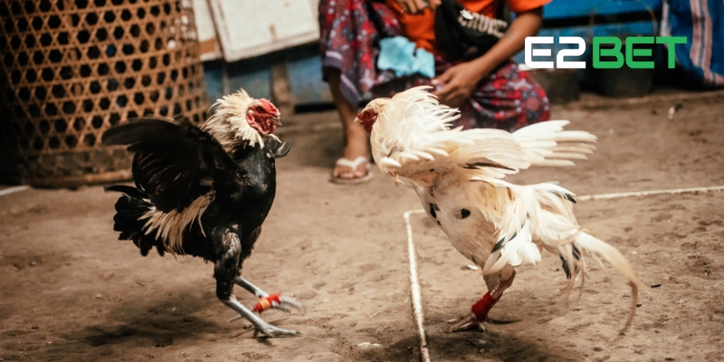 Gà tre Asil – Ngoại hình ấn tượng, lối đá thông minh