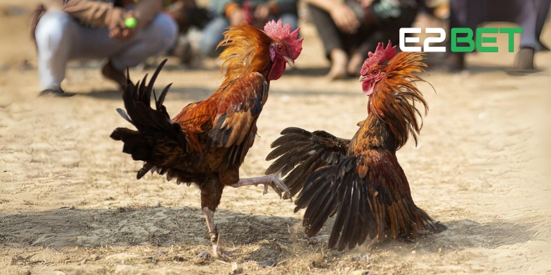 Giới thiệu về trò chơi Đá Gà E2BET