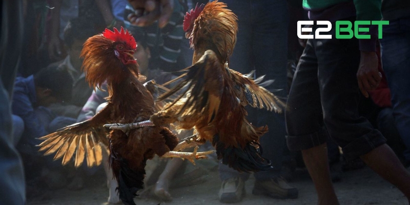 Tổng hợp những hình thức cá cược Đá Gà E2BET