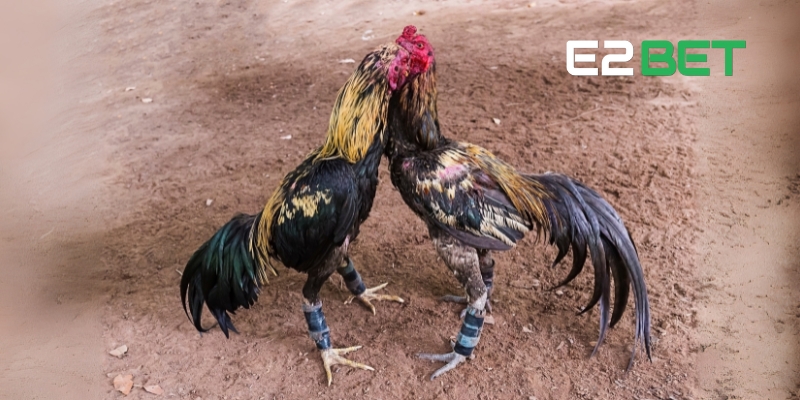 Giới thiệu đá gà Thomo E2BET