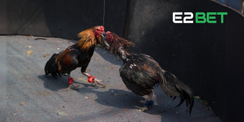 Luật chơi đá gà Thomo E2BET dành cho tân thủ